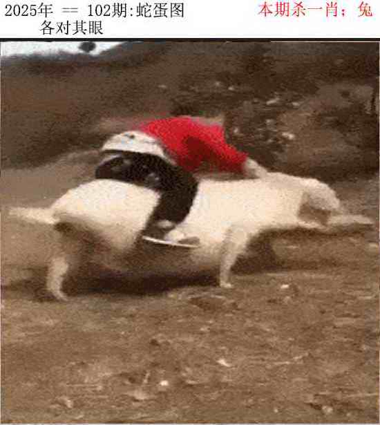 六合彩102期正版蛇蛋图