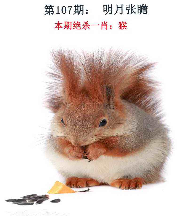 六合彩107期金钱豹自有真功夫