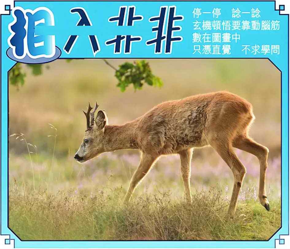 六合彩107期相入非非