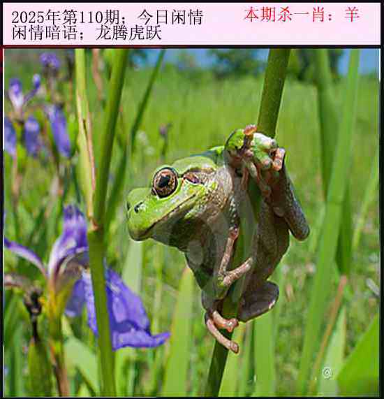 六合彩110期今日闲情