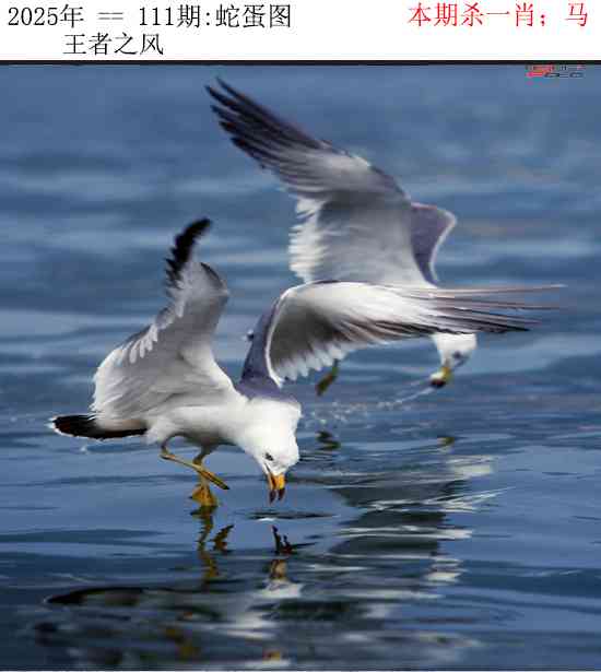 六合彩111期正版蛇蛋图