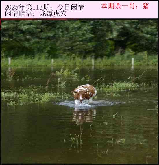 六合彩113期今日闲情