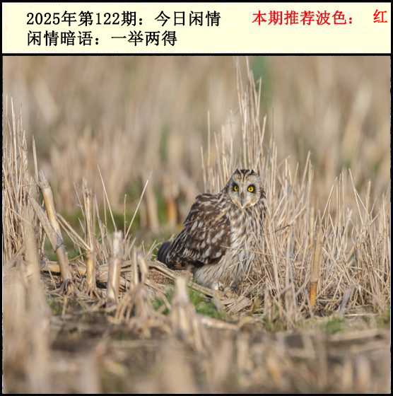 六合彩122期今日闲情2