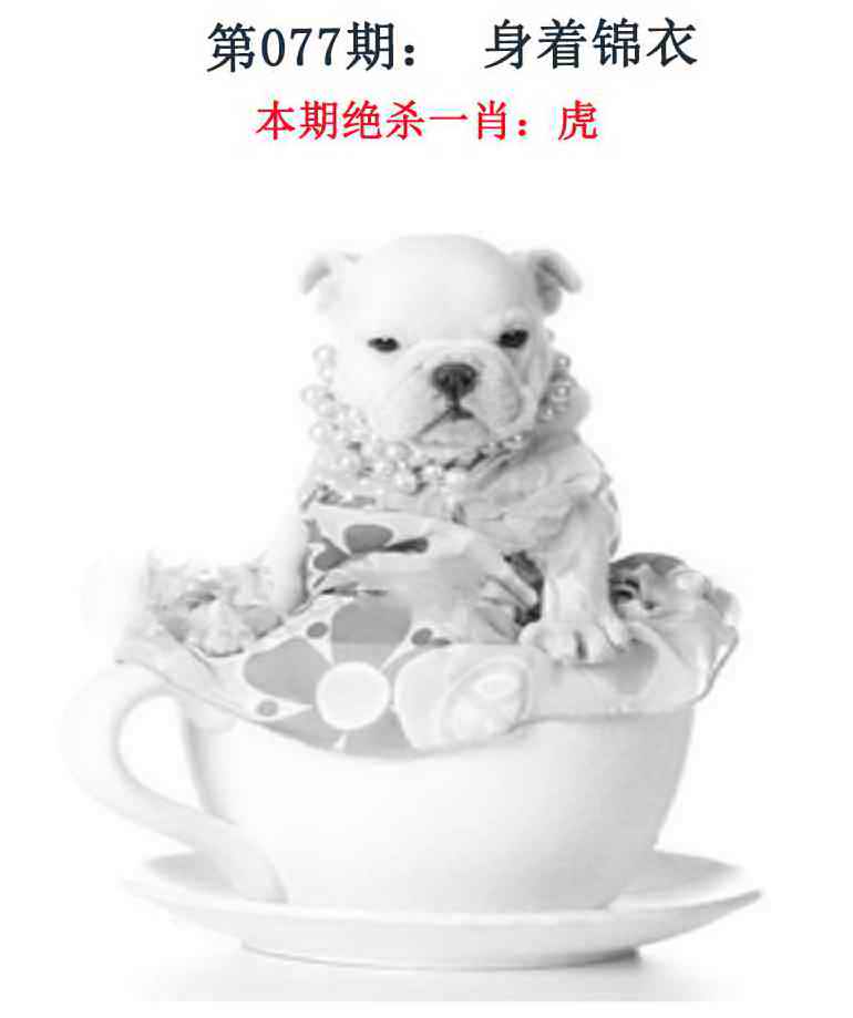 六合彩077期金钱豹自有真功夫