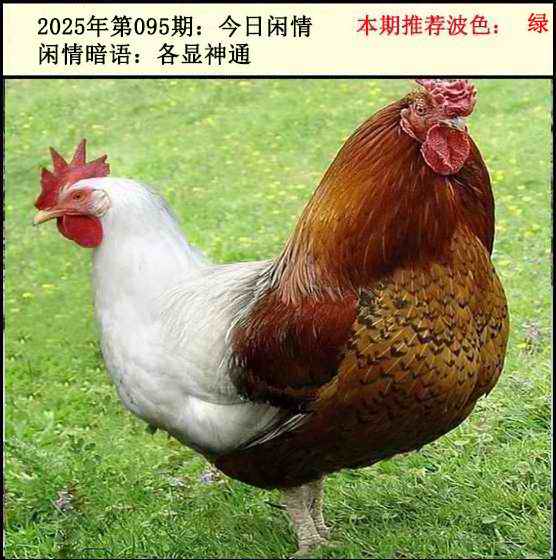 六合彩095期今日闲情2