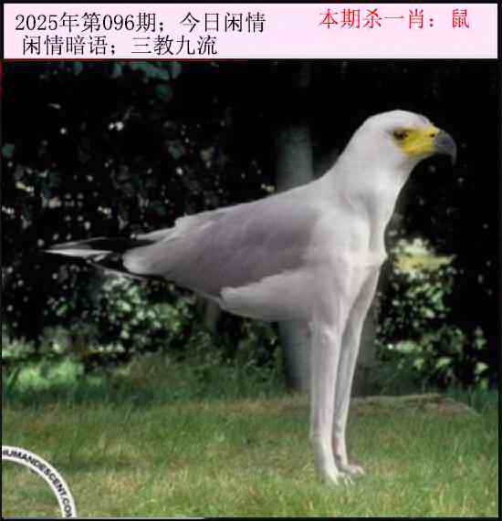 六合彩096期今日闲情